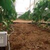 Monitorización Cultivo